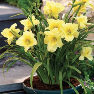 Fragrant Returns Daylily Thumbnail